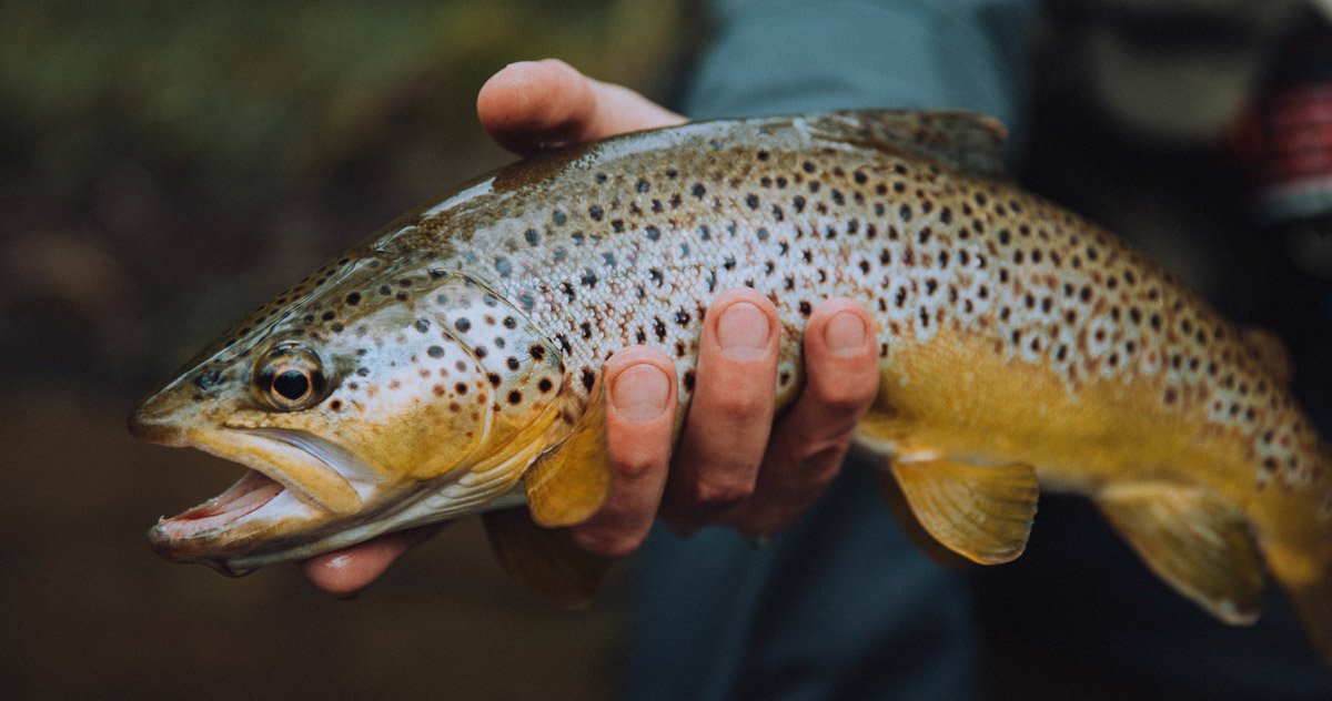 Safety First:  Things to Know Before Eating Stocked Trout