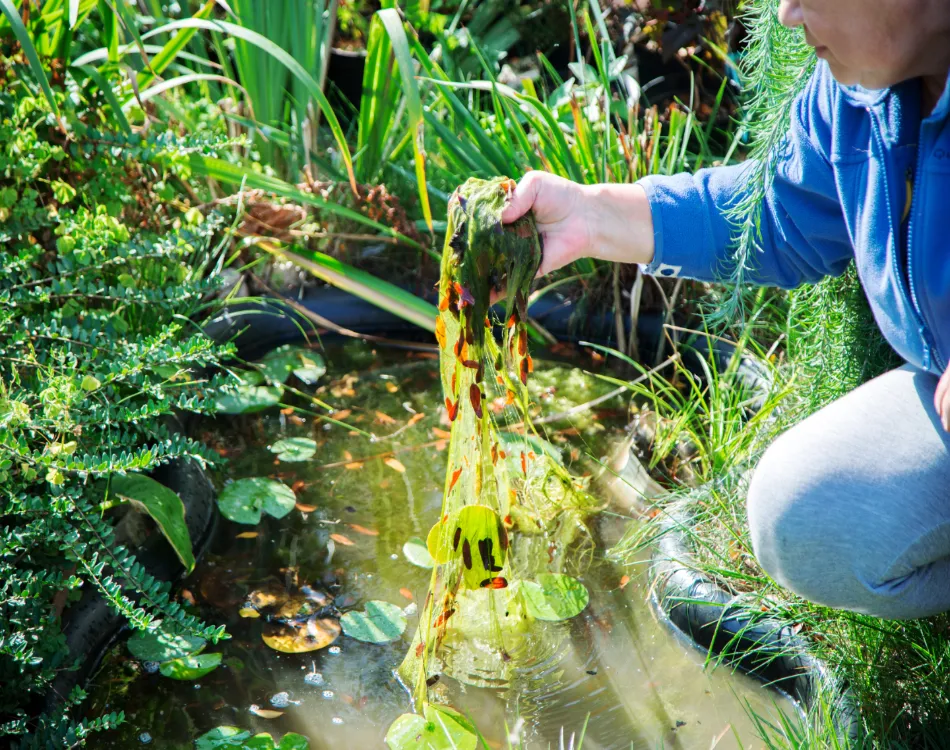 Fish Weeds: Quick Guide to Identifying and Controlling Pond Algae