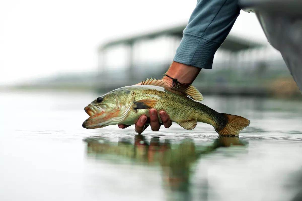 How to Catch Dock Bass: Simple Techniques for Success