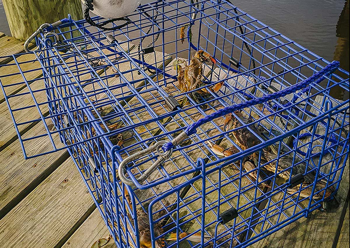 Top Picks: Finding the Best Crab Trap for Dungeness Crabbing