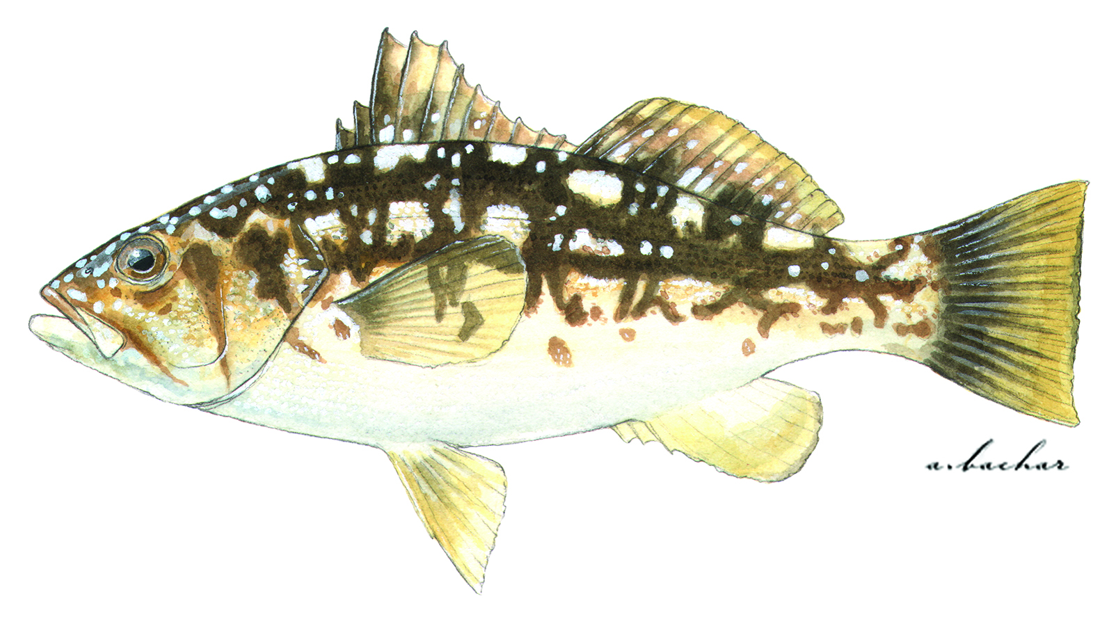 Quick Guide to Kelp Bass Size Limits and Regulations