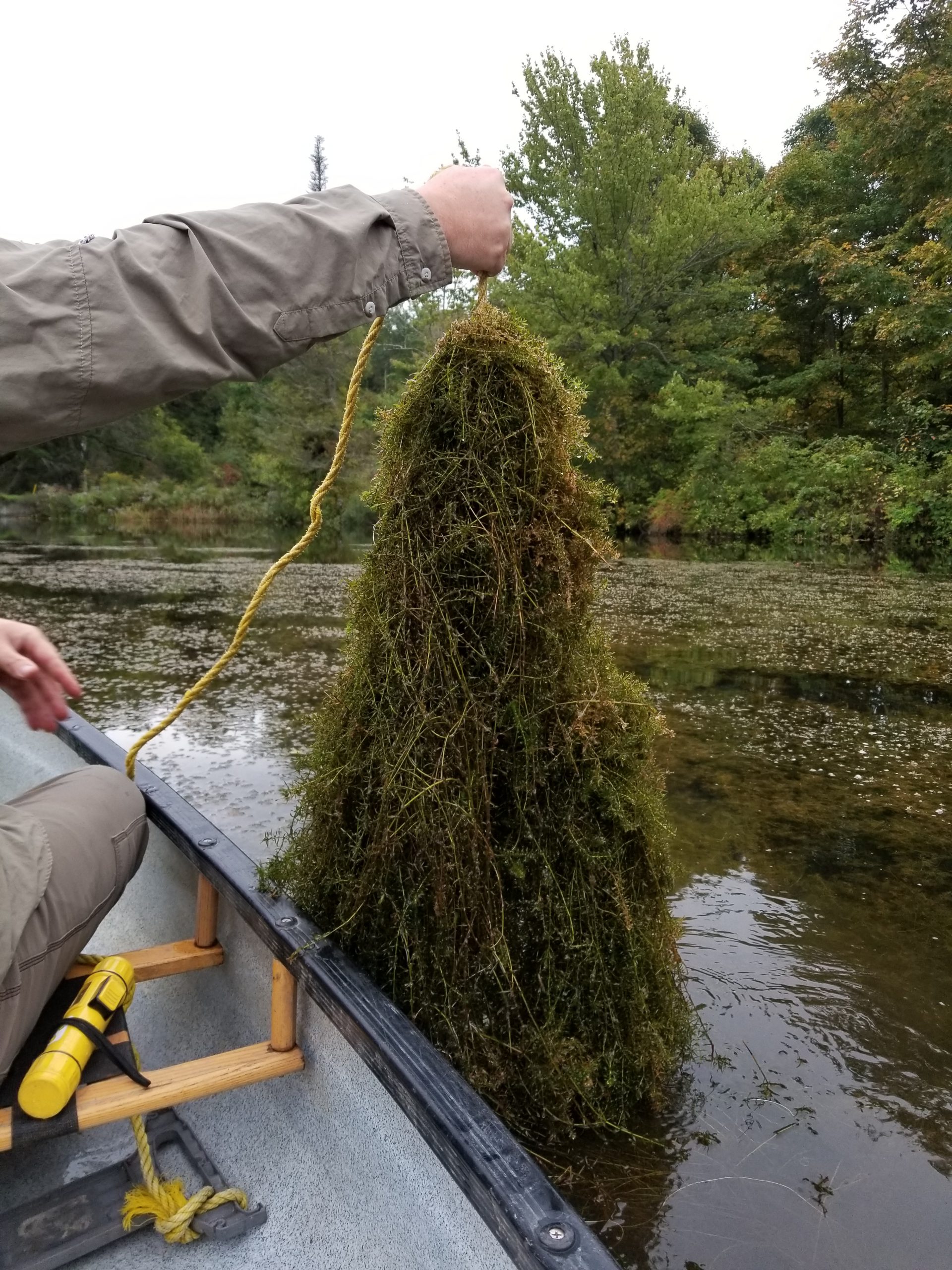 Fish Weeds: Quick Guide to Identifying and Controlling Pond Algae