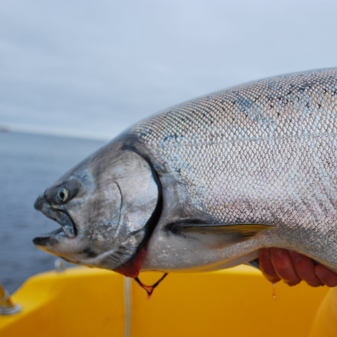 Ultimate Guide to Salmon Lures in Alaska: Proven Baits & Techniques