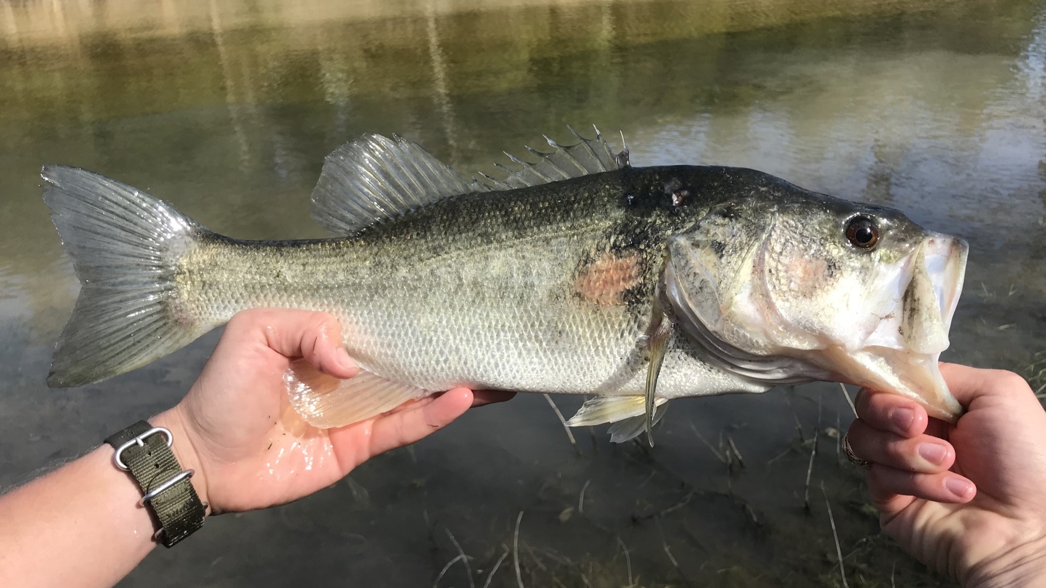 The Impact of Largemouth Bass Spawning Temp on Your Fishing