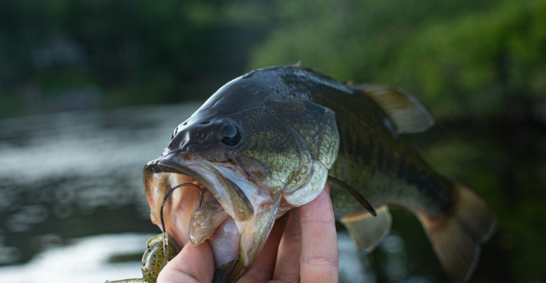 Find Your Favorite CT Fishing Lakes and Ponds Today