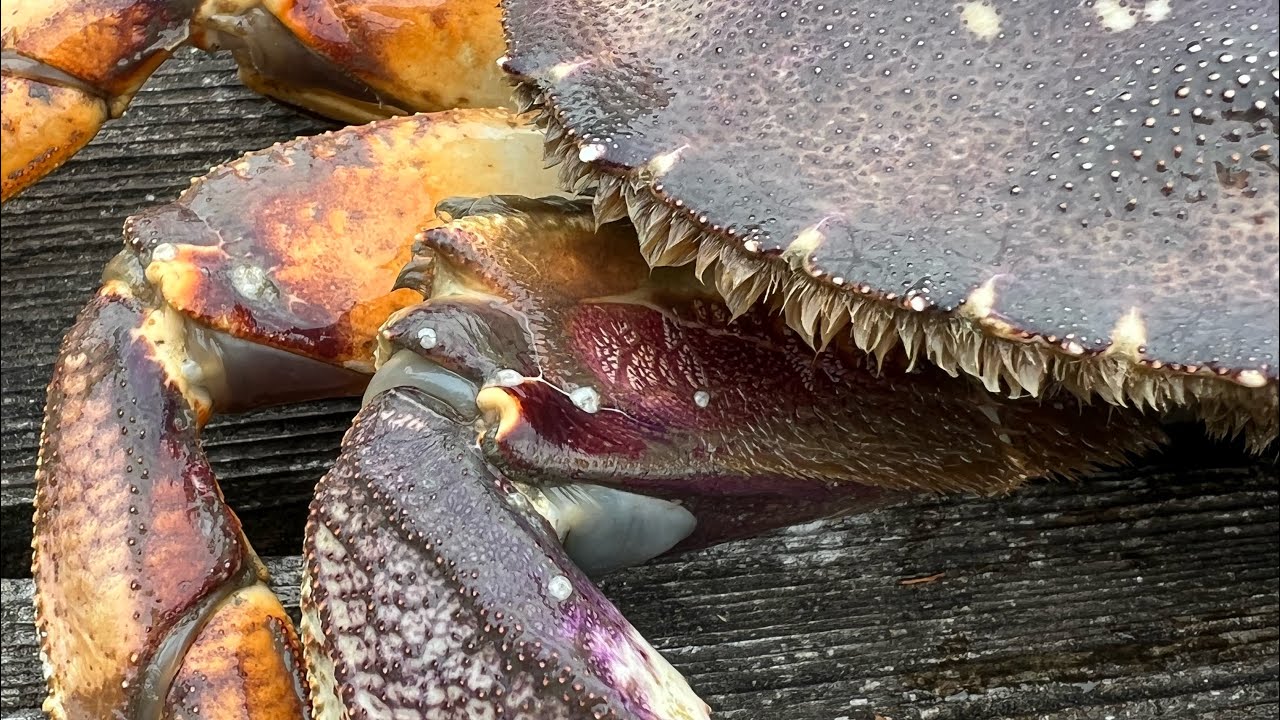 Beginners Guide to Camano Island Crabbing: Get Started Today