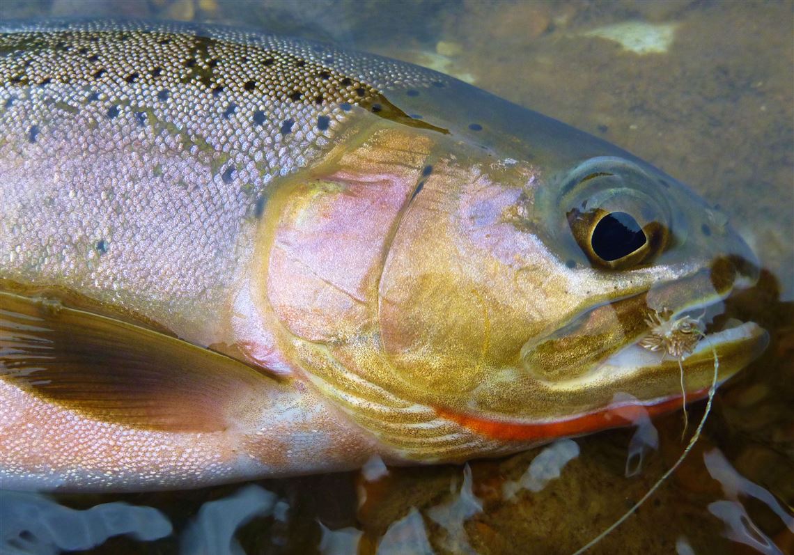 Safety First:  Things to Know Before Eating Stocked Trout