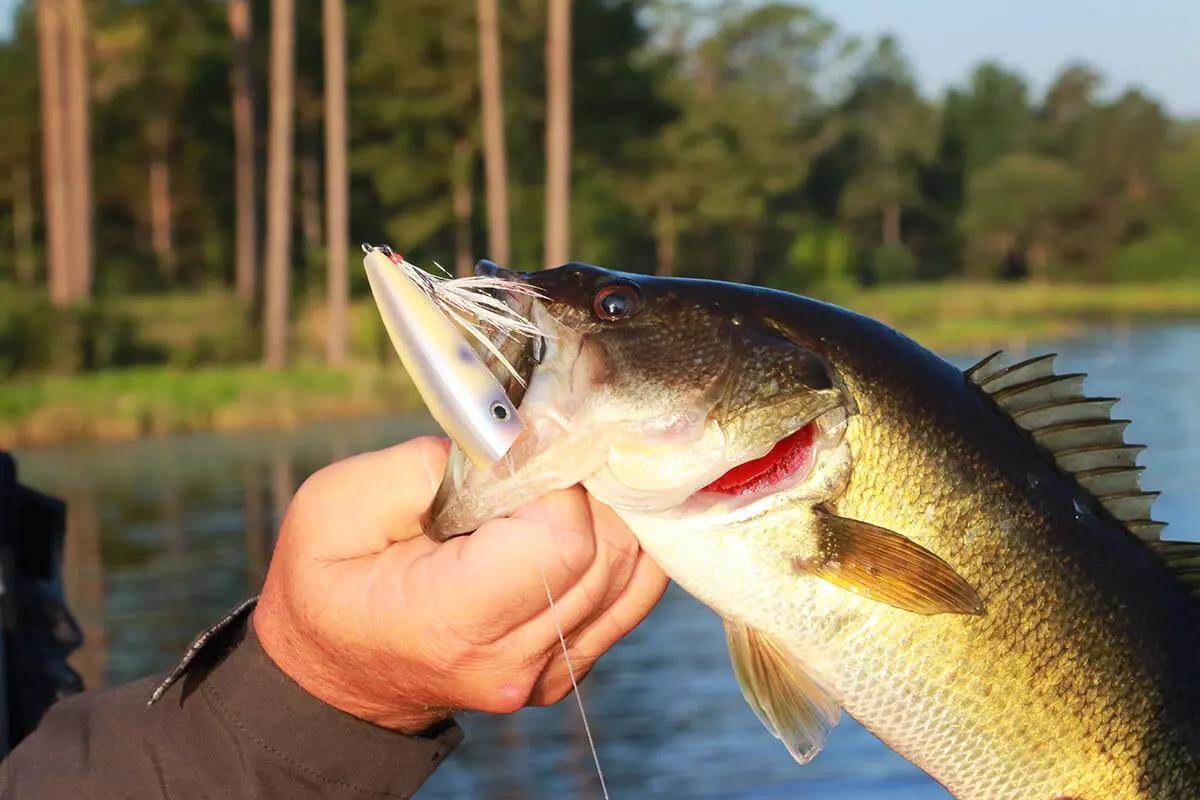 Largemouth Bass Bedding: Lure Selection and Techniques