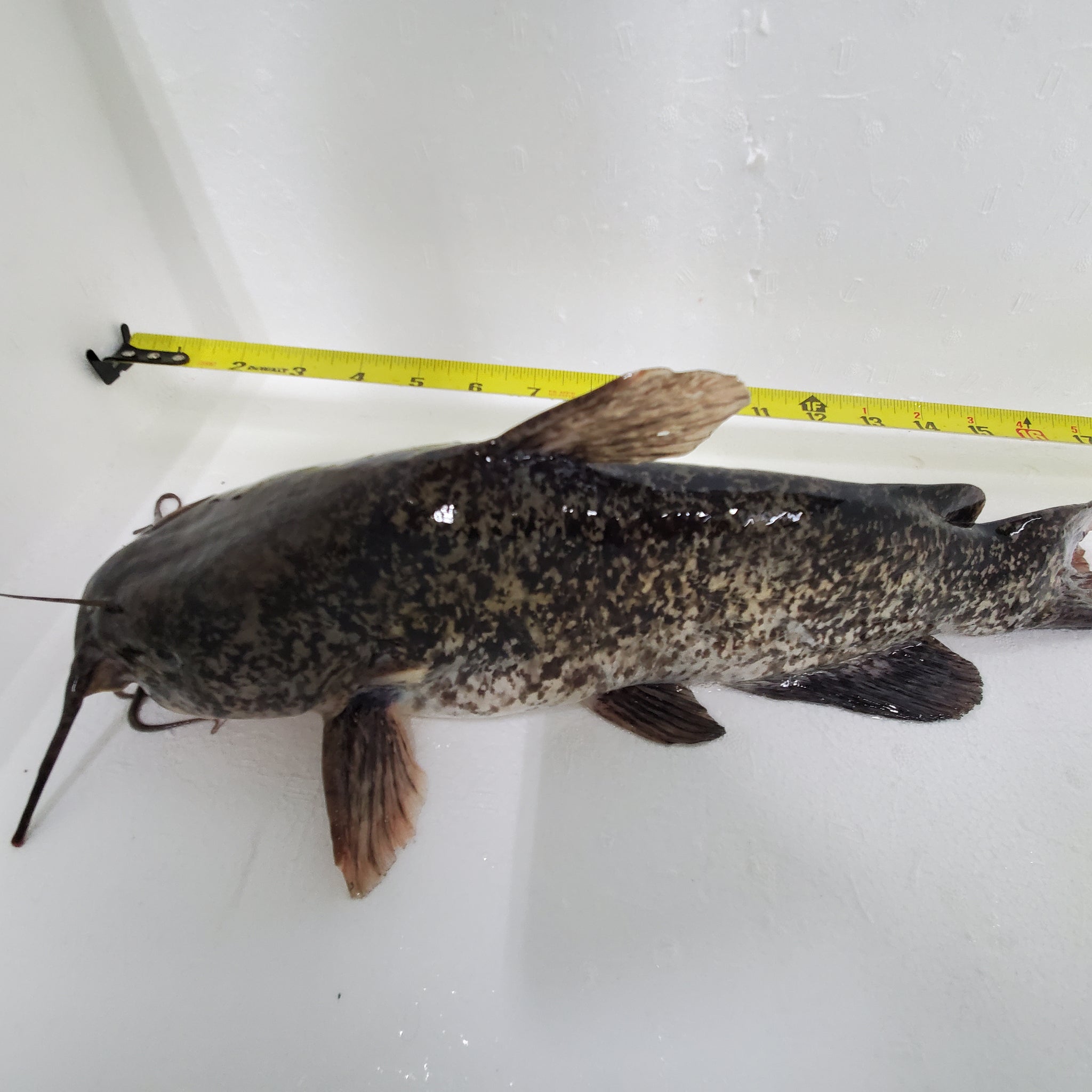 Live Brown Bullhead Catfish For Sale: Get Yours Today