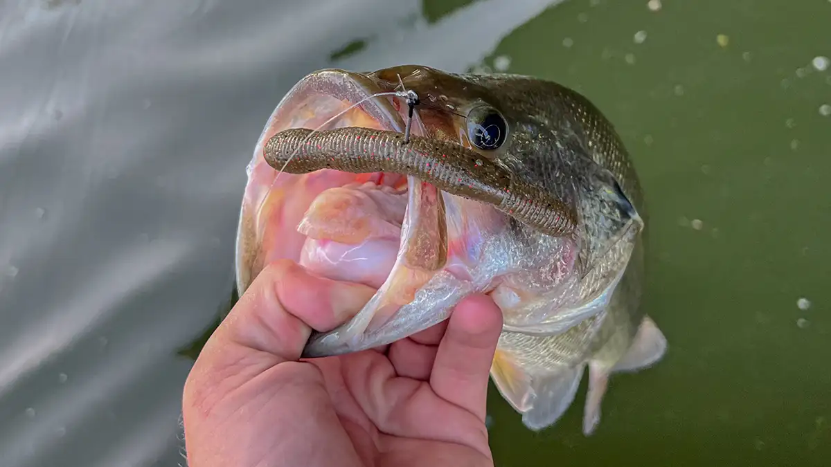 Largemouth Bass Bedding: Lure Selection and Techniques