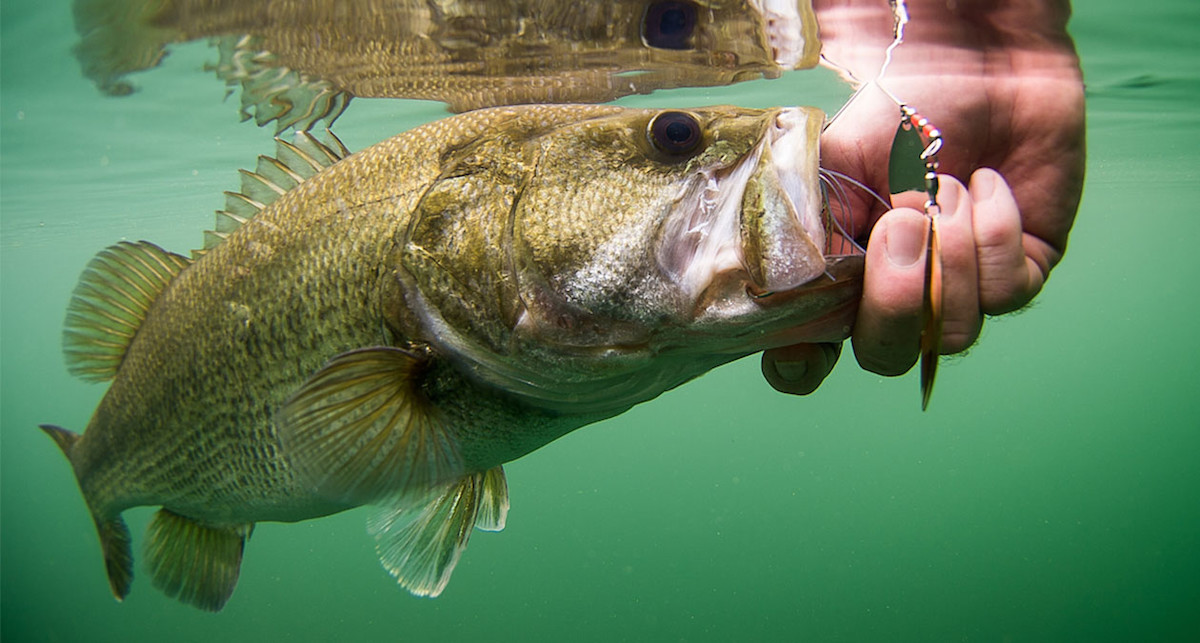 The Impact of Largemouth Bass Spawning Temp on Your Fishing