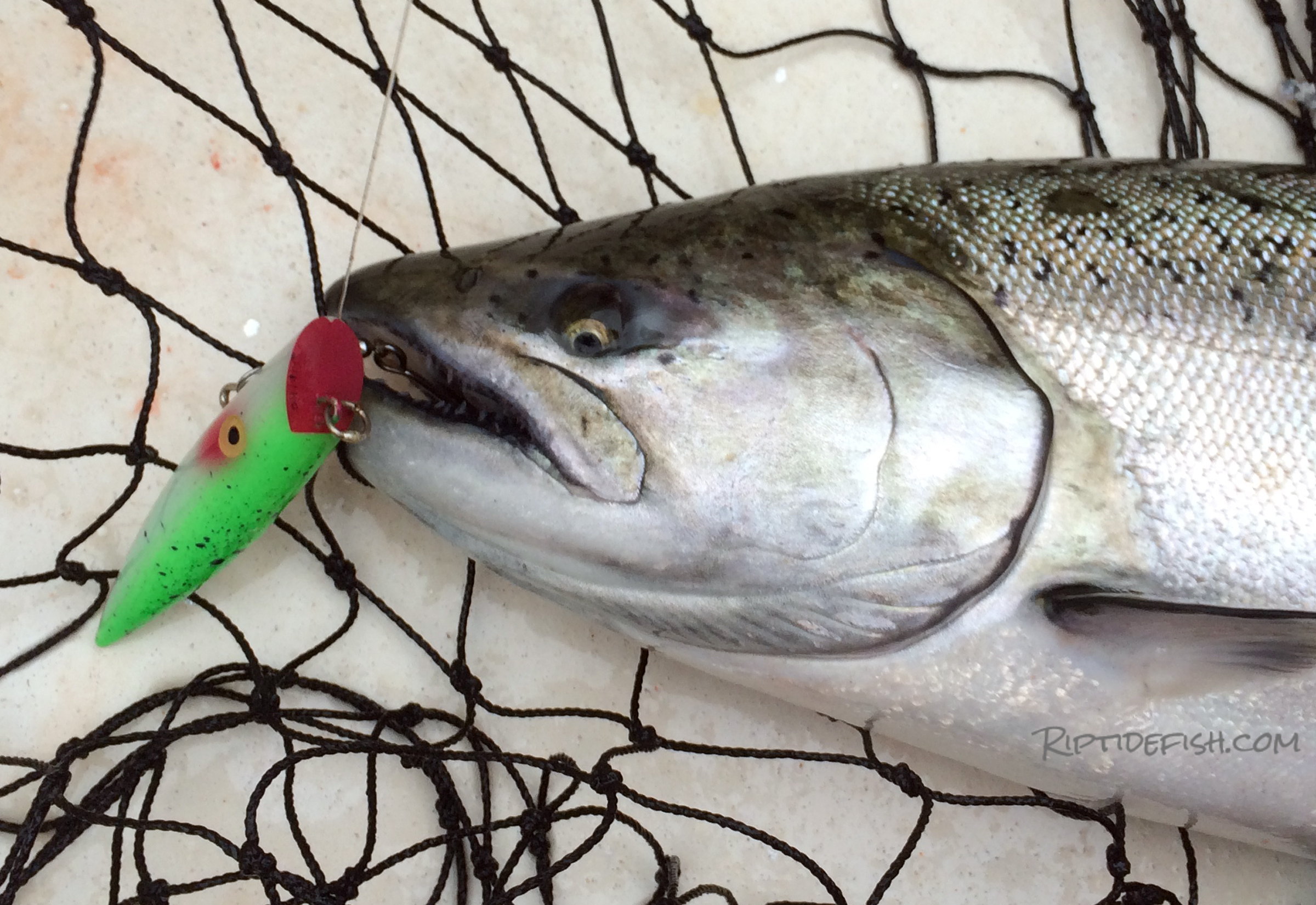 Whats the Best Bait for Chinook Salmon? Find Out Now!