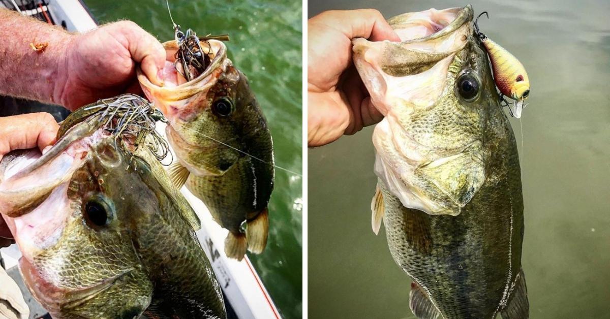 Secret Tactics for Successful Bass Fishing After a Rainfall