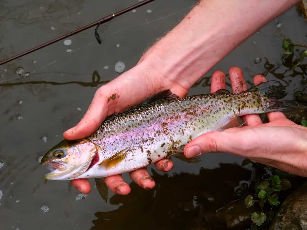 Where to Find the Best Trout Fishing in Illinois