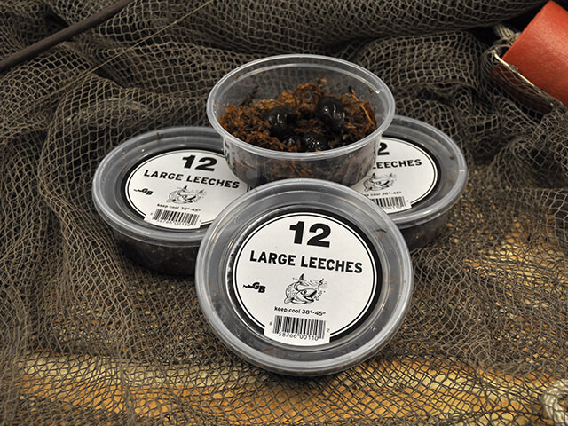 Where to Buy Live Leeches for Fishing? Get Them Fresh Here