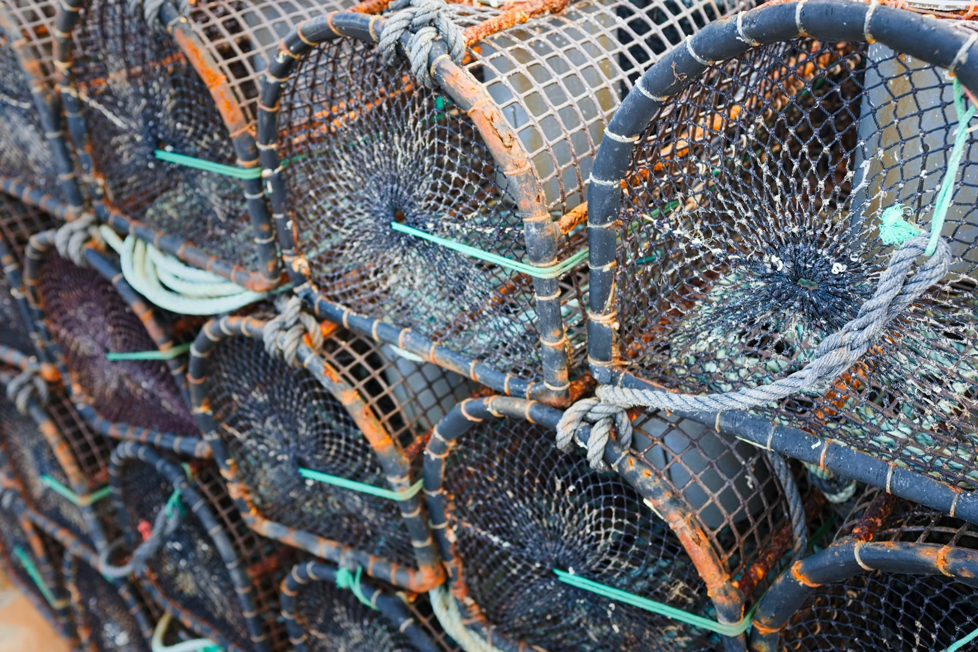 Types of Crab Traps: Which One is Right for You?