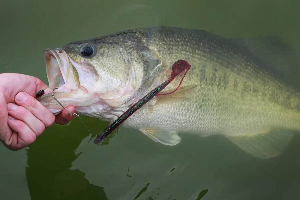 Largemouth Bass Bedding: Lure Selection and Techniques