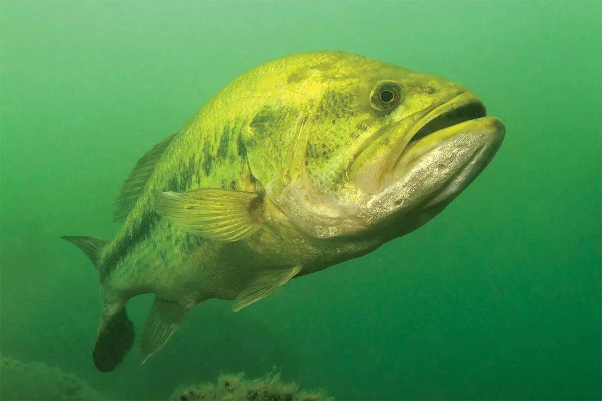 The Impact of Largemouth Bass Spawning Temp on Your Fishing