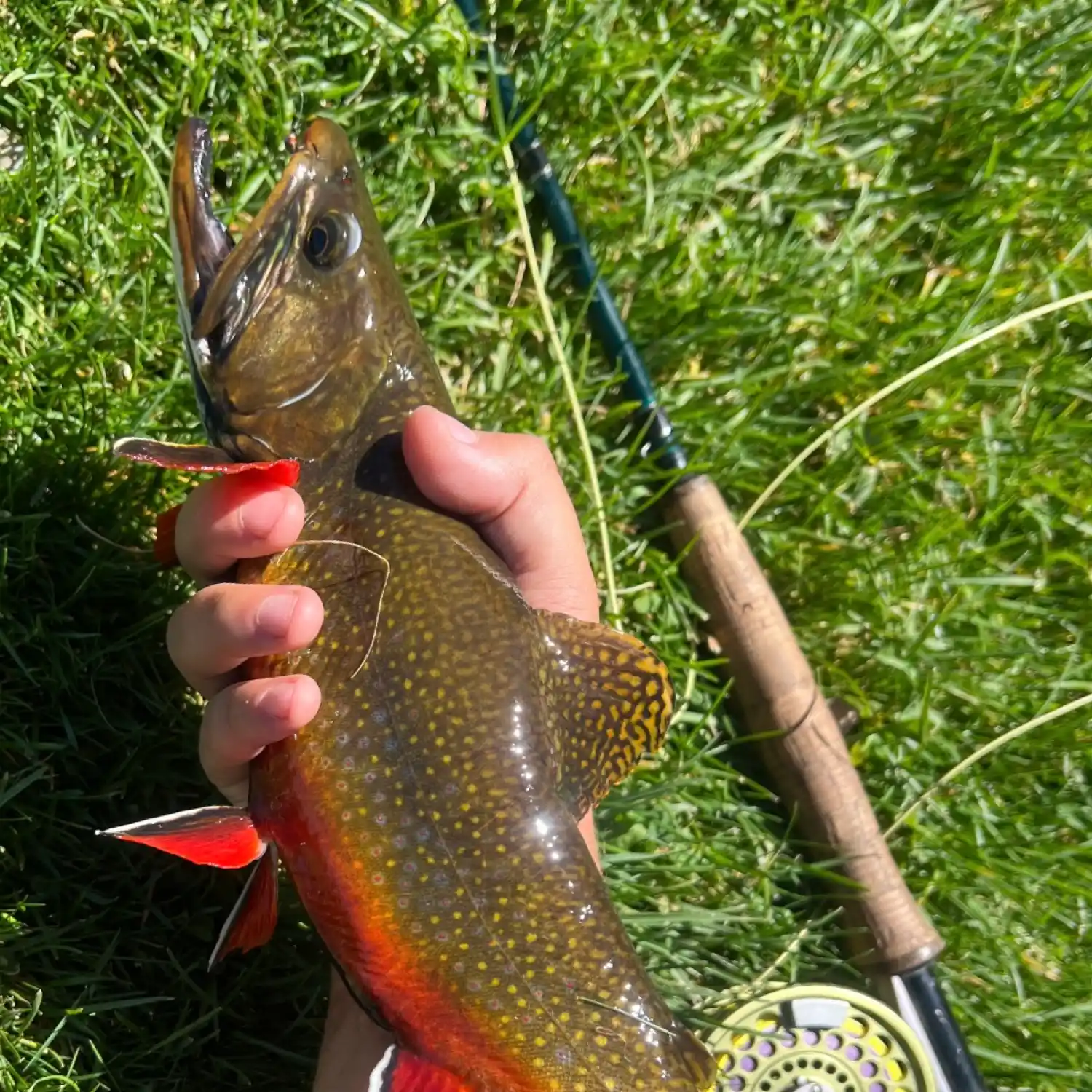 Your Go-To Lake Tahoe Fishing Report for Todays Best Catches