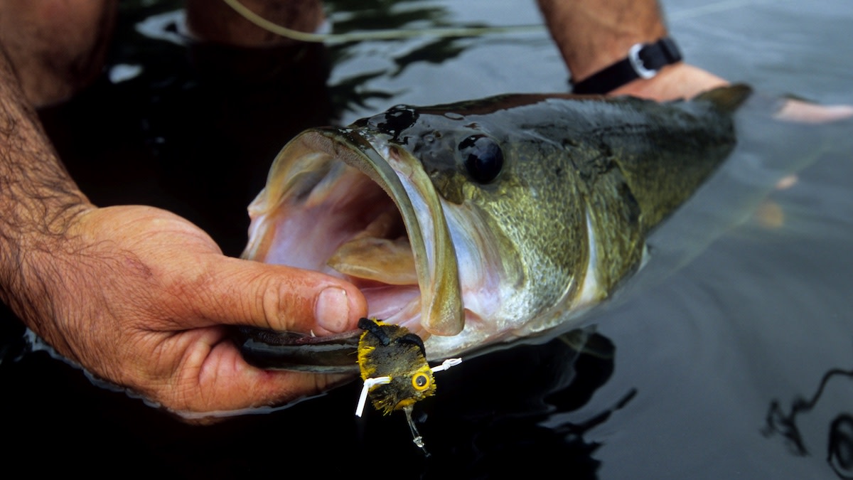 Pond Bass Fishing in the Fall: How to Catch More Fish