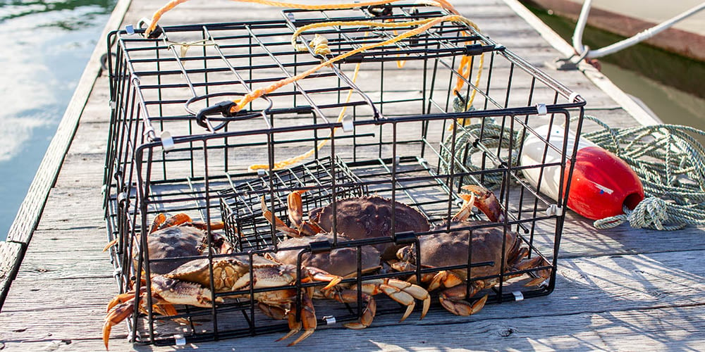 How to Catch Crabs in a Crab Trap: A Beginners Guide