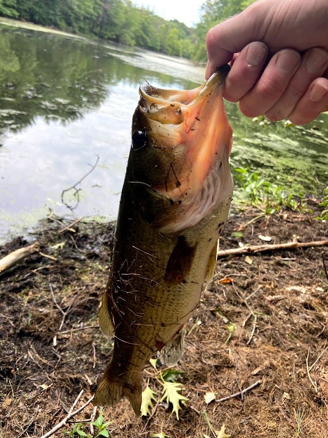 Bass Fishing After Rain: Tips and Tricks for Success