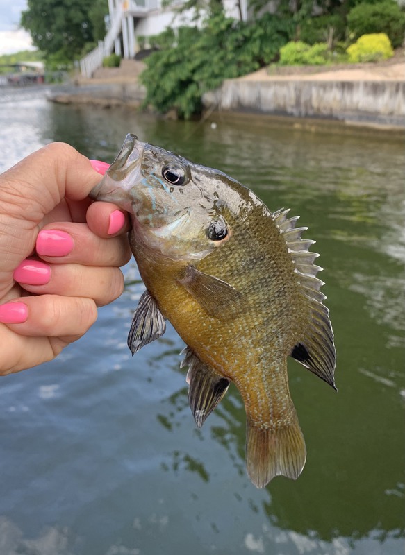 Lake of the Ozarks Fishing Report Today: Hot Spots and Tips