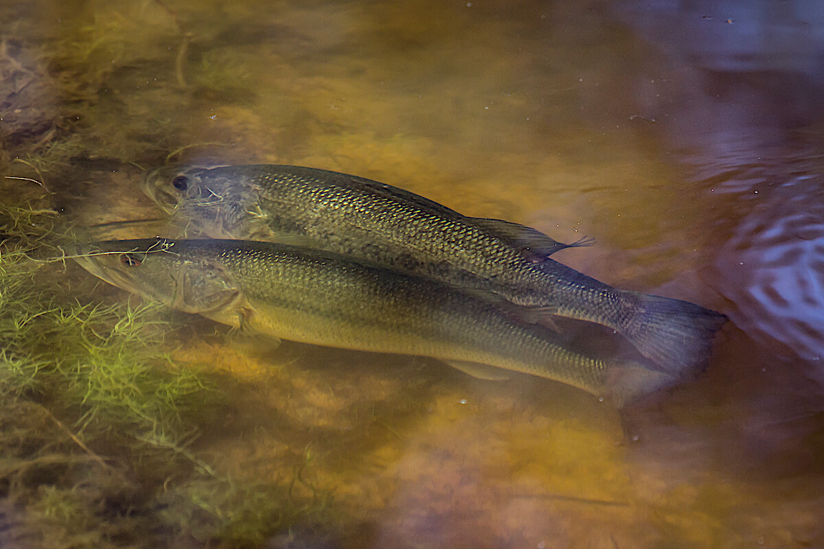 The Impact of Largemouth Bass Spawning Temp on Your Fishing