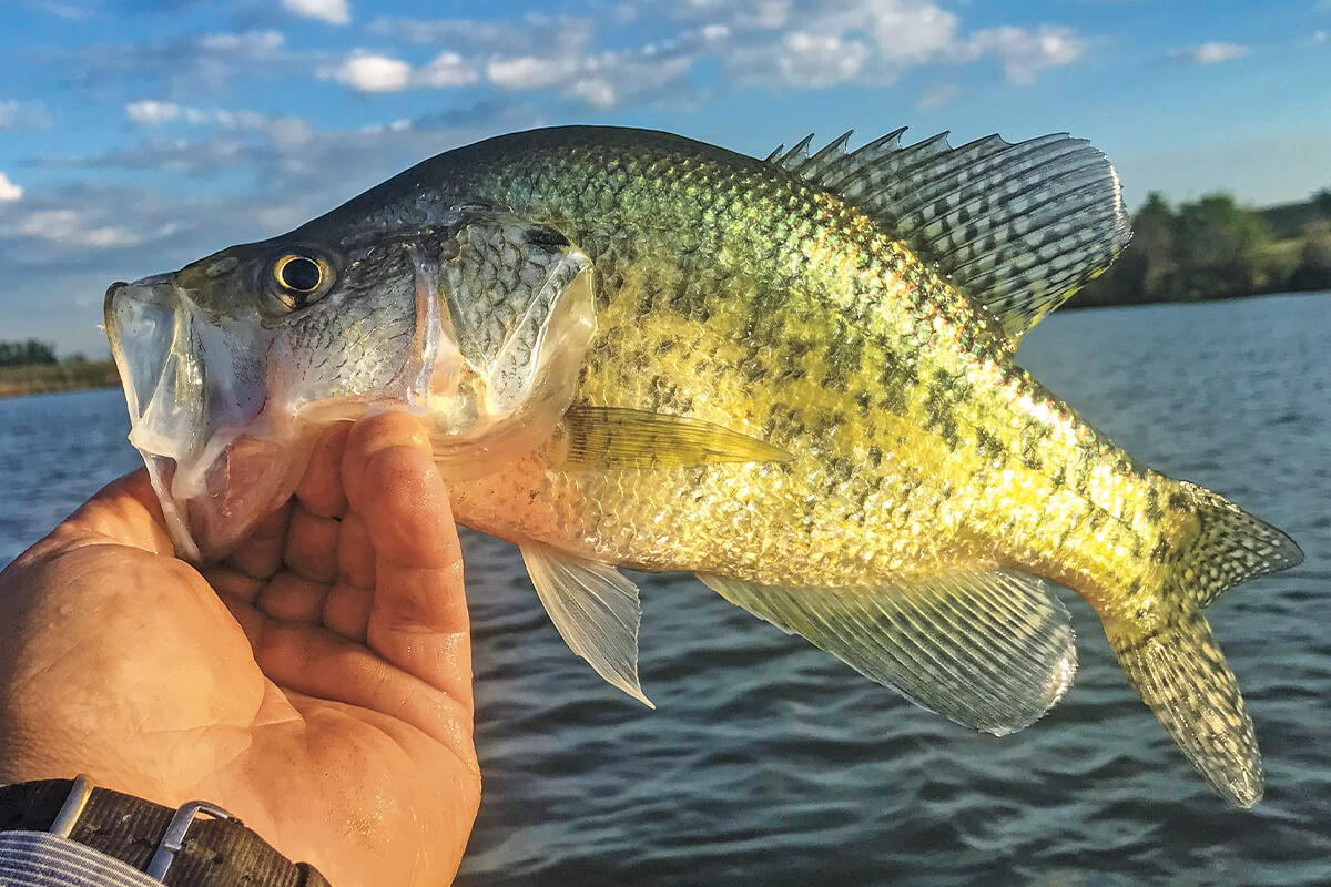 Kansas Bass Spawn: When and Where to Find Them