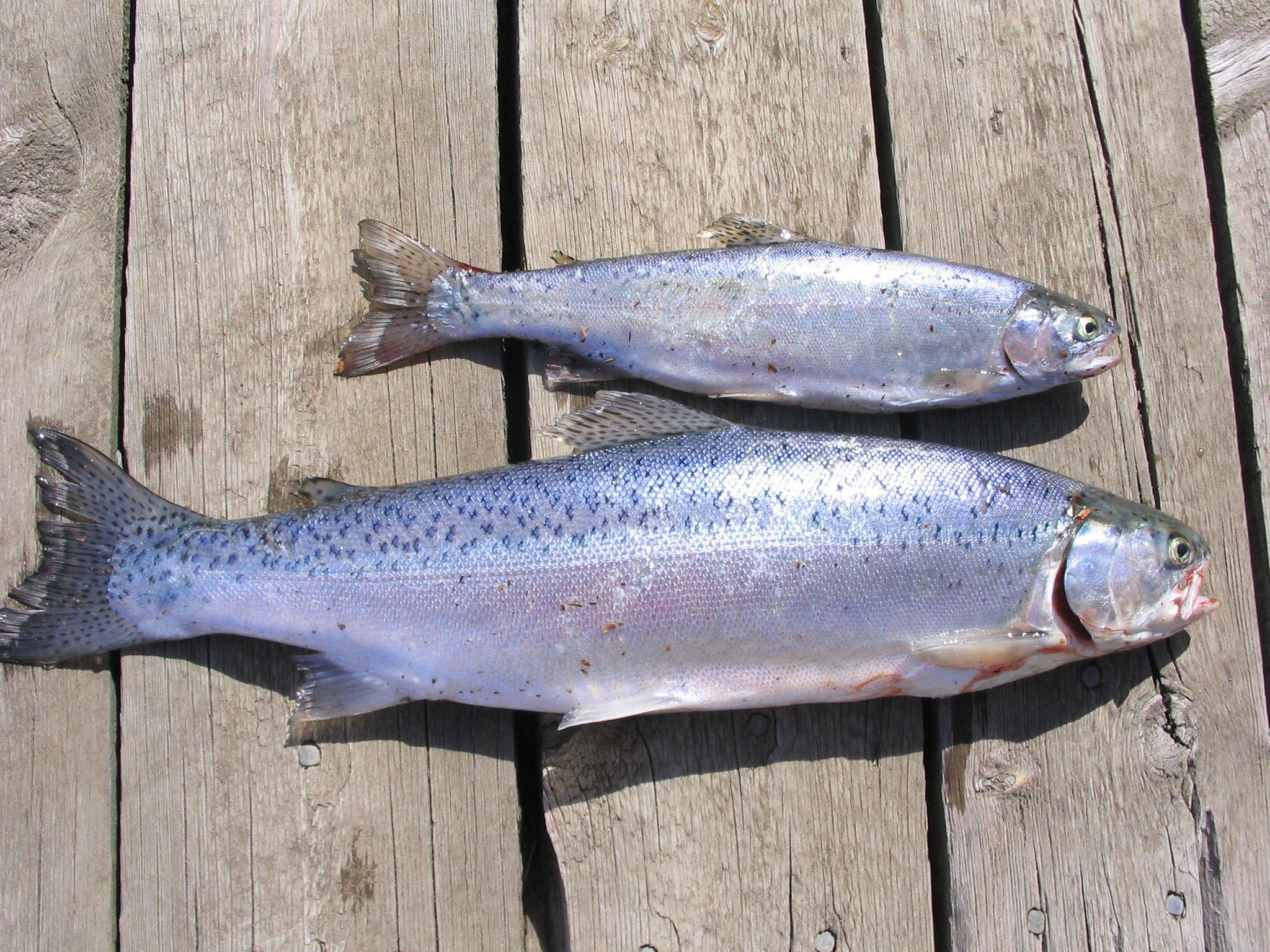 Trout Trapper Secrets: How to Catch Rainbows Like a Pro