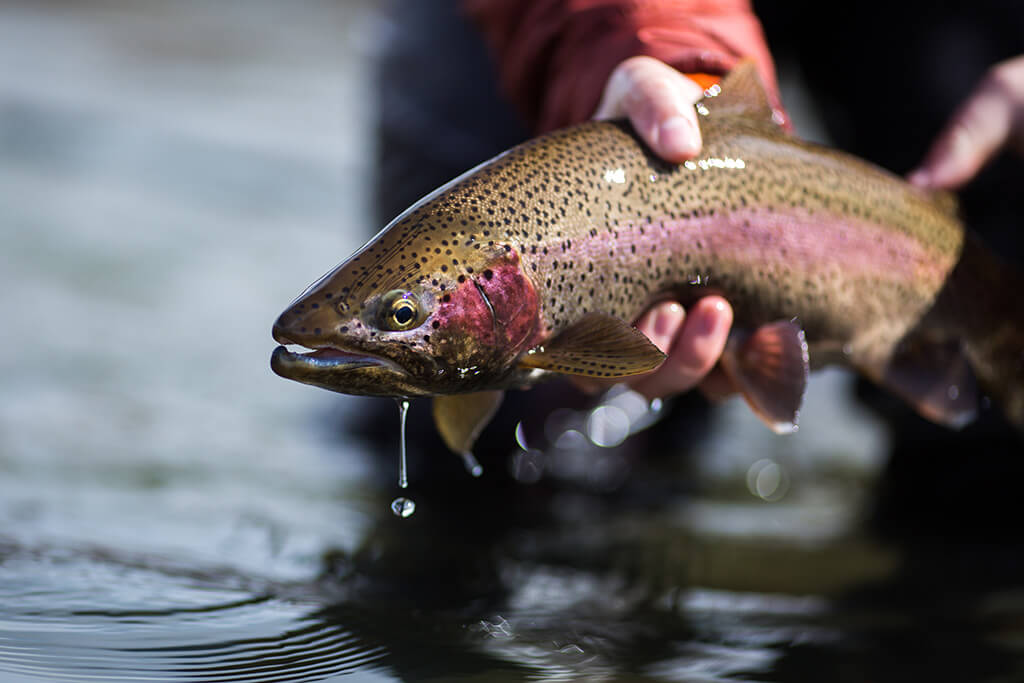 Where to Find the Best Trout Fishing in Illinois