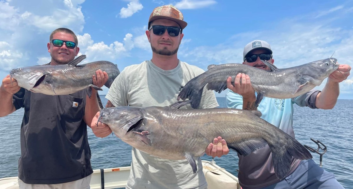 Santee Cooper Catfishing Report: Where to Catch Them Now