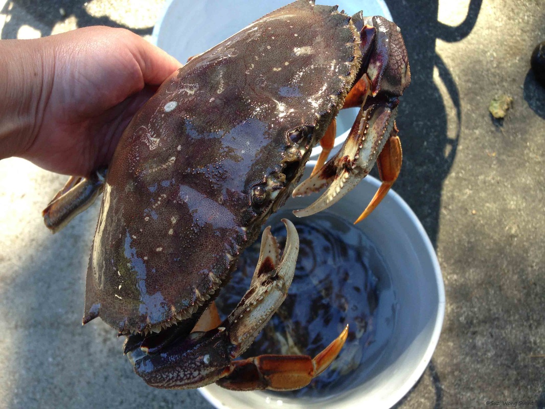 Beginners Guide to Camano Island Crabbing: Get Started Today