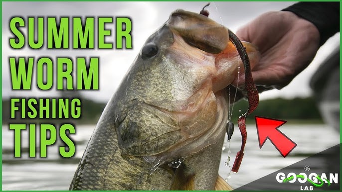 Catching Bass with Worms: A Beginners Friendly How-To Guide