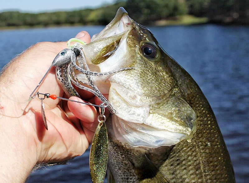 Best Spinner Lures for Bass: Top Picks and Tips to Catch More Fish