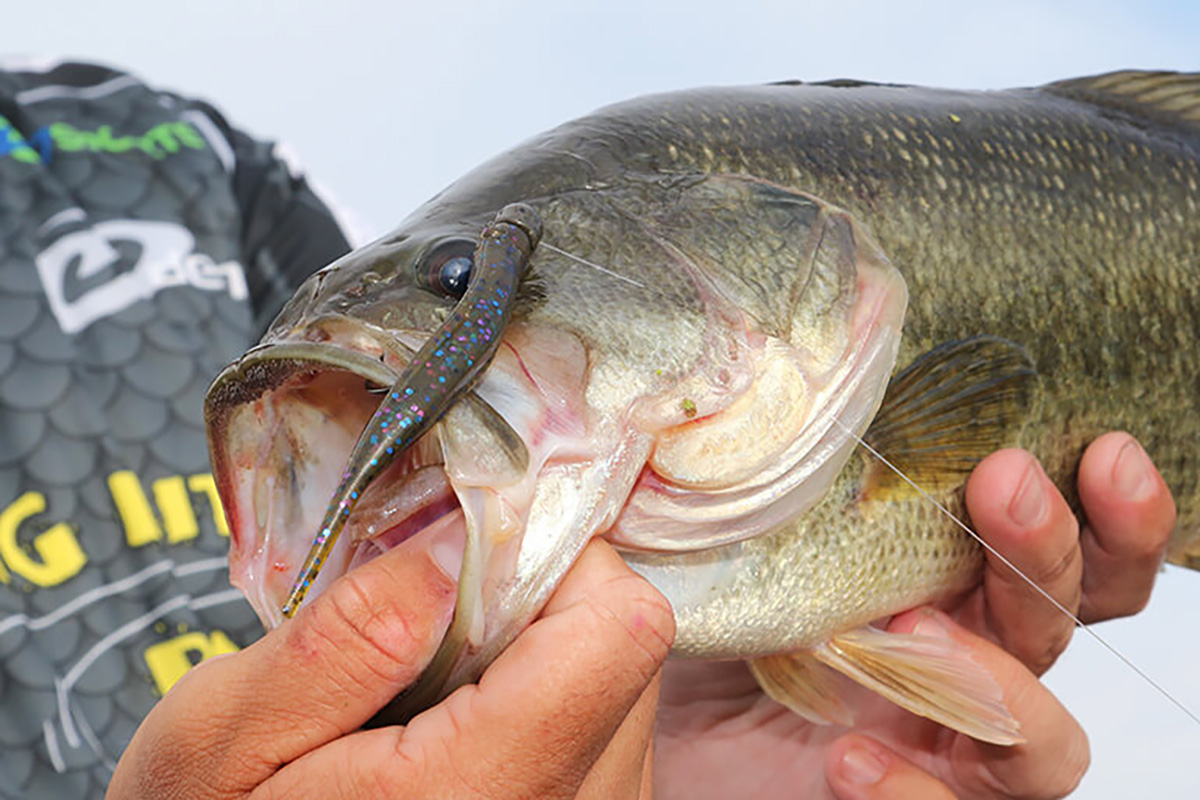 Best Color Worm for Bass: Simple Choices for Big Catches