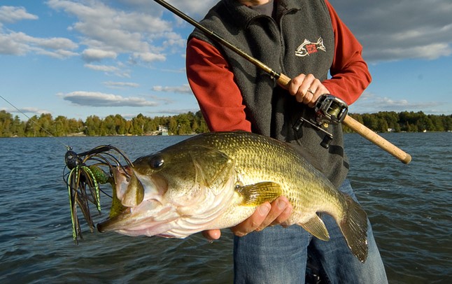 Catching Bass with Worms: A Beginners Friendly How-To Guide