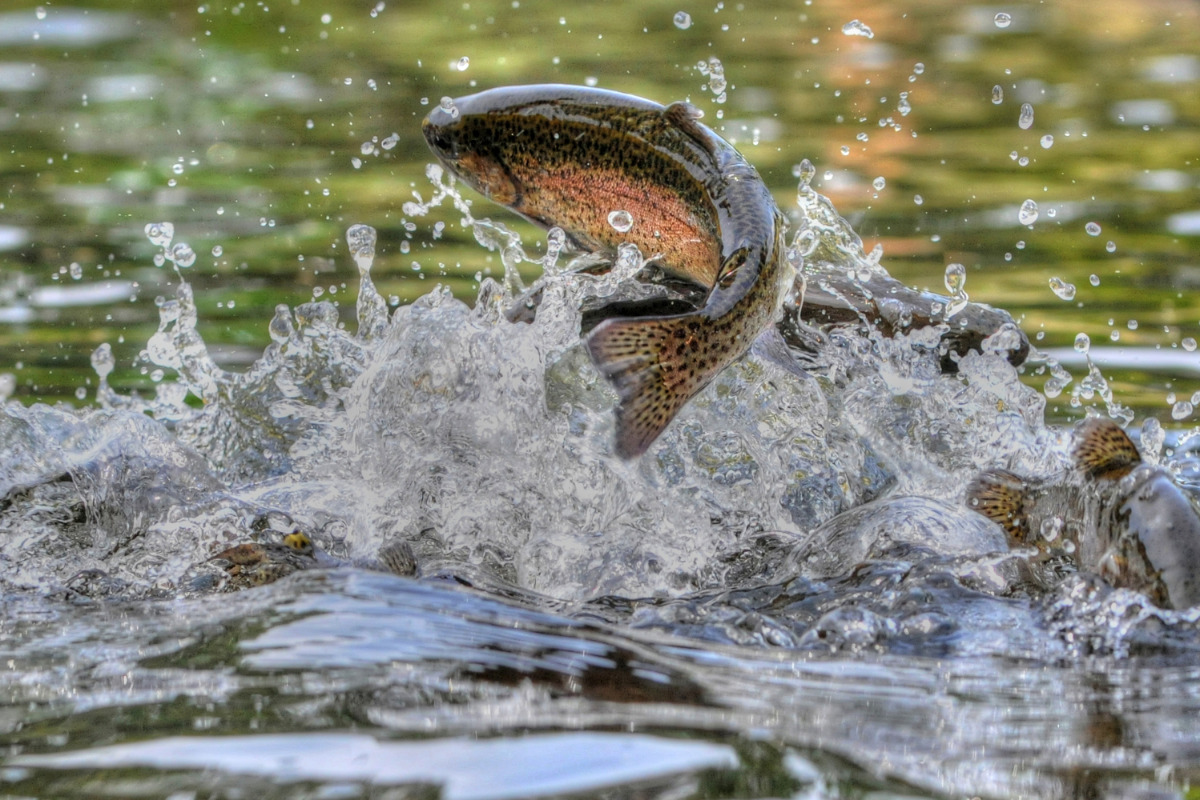 Explore Fishing Corvallis Oregon: Rivers, Lakes, and Fish Species