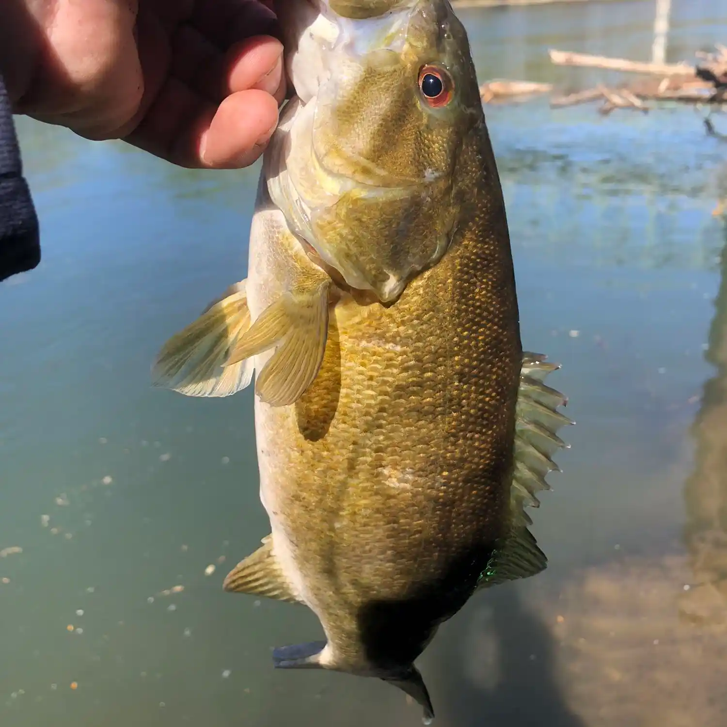 Explore Fishing Corvallis Oregon: Rivers, Lakes, and Fish Species