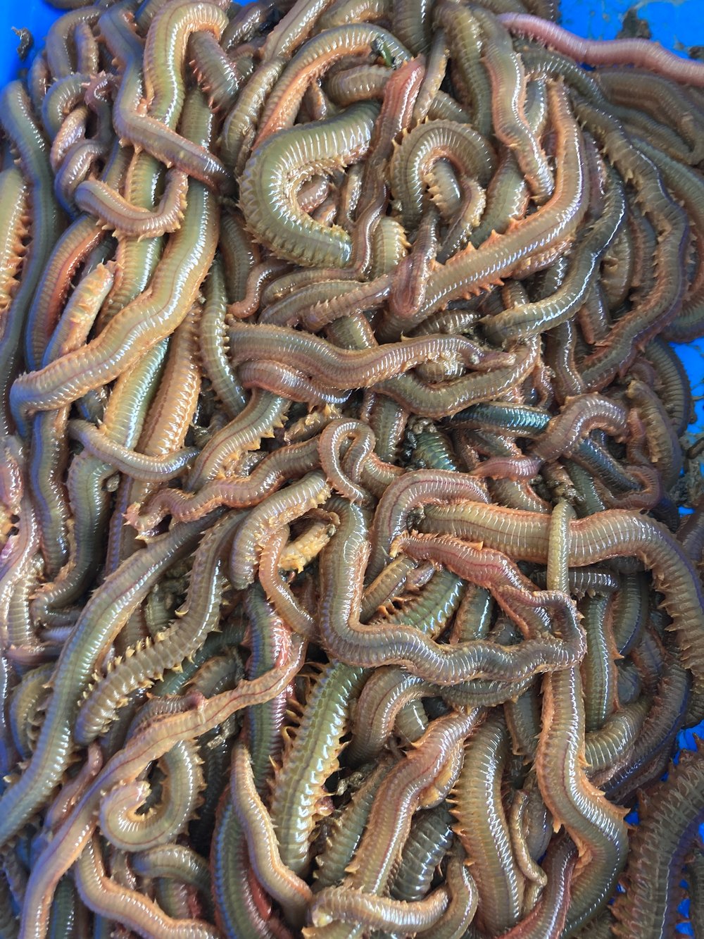 Where to Buy Live Sandworms Near Me? Your Guide to Top Bait Shops