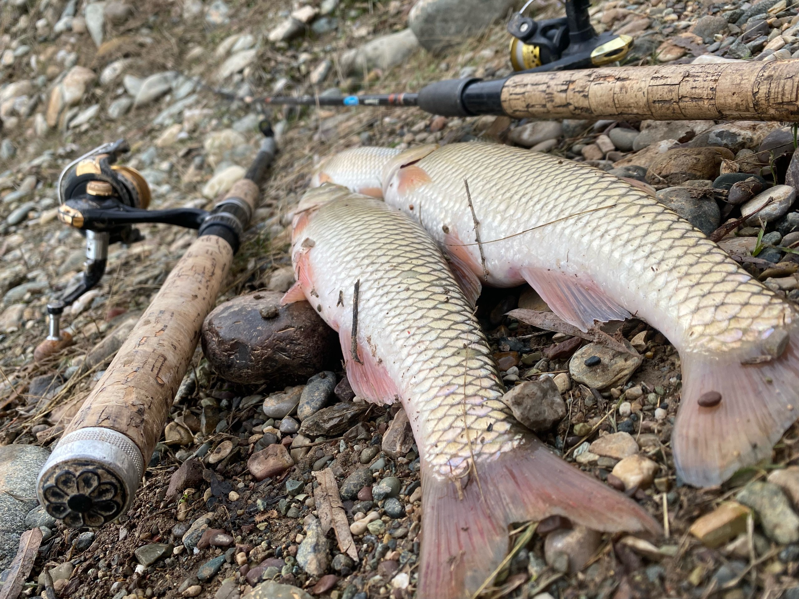 Secret Tactics for Successful Bass Fishing After a Rainfall