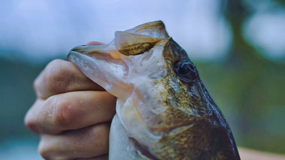 Expert Springtime Bass Fishing Tips: Chatterbaits for Active Bass