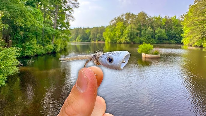 Fly Fishing at Tawa Pond: Target Bass with Streamers and Poppers