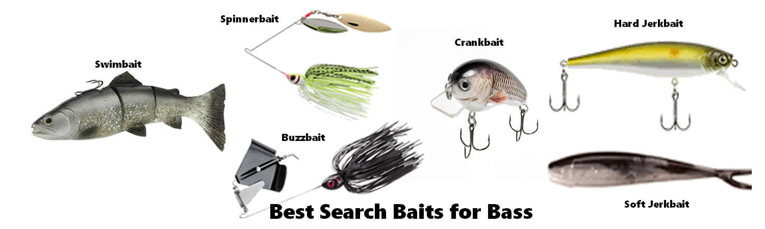 Bass Fishing 101: What is the Best Bait to Catch Bass Today?