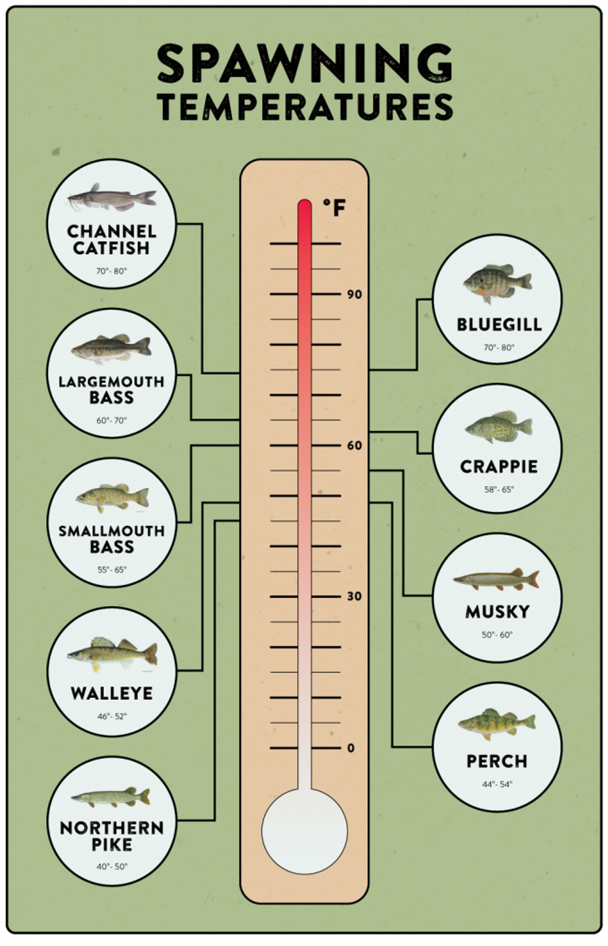 Bass Spawning Temperature: What You Need to Know to Fish