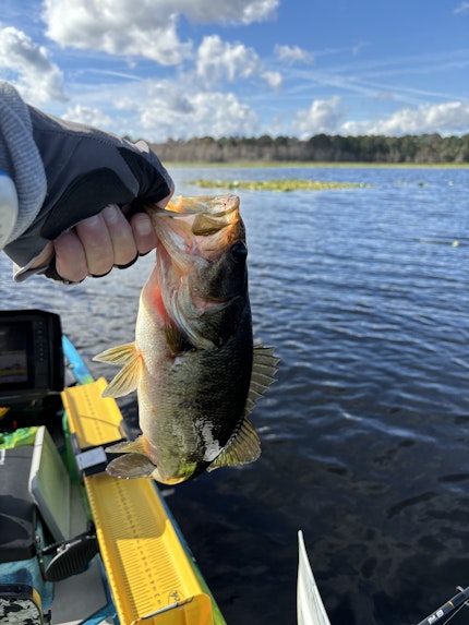 Bass Fishing Rodman Reservoir: The Inside Fishing Report Scoop