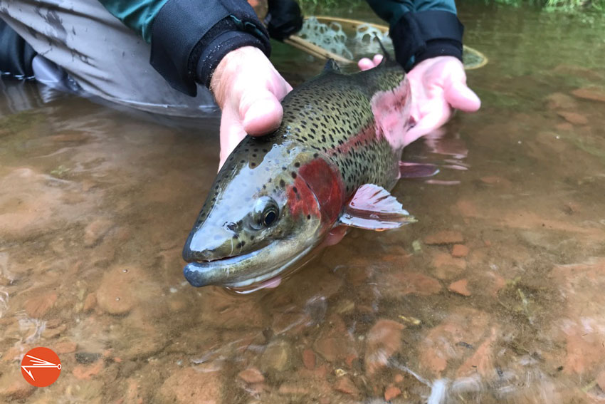 Safety First:  Things to Know Before Eating Stocked Trout