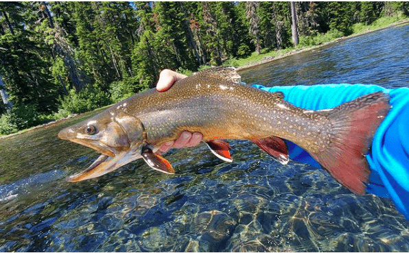 Waldo Lake Oregon Fishing Report: Hot Spots and Regulations