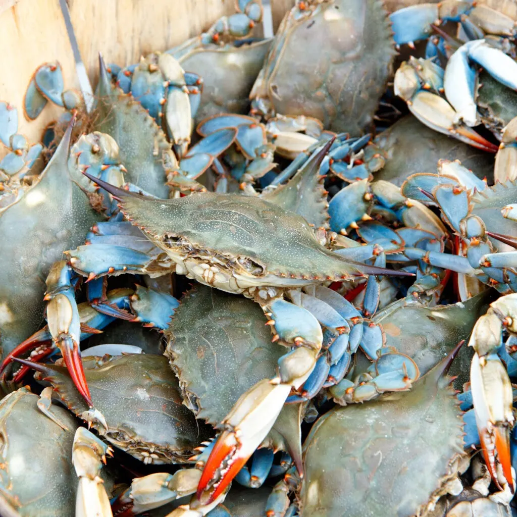 NJ Crabbing Reports: Get the Scoop Before You Go