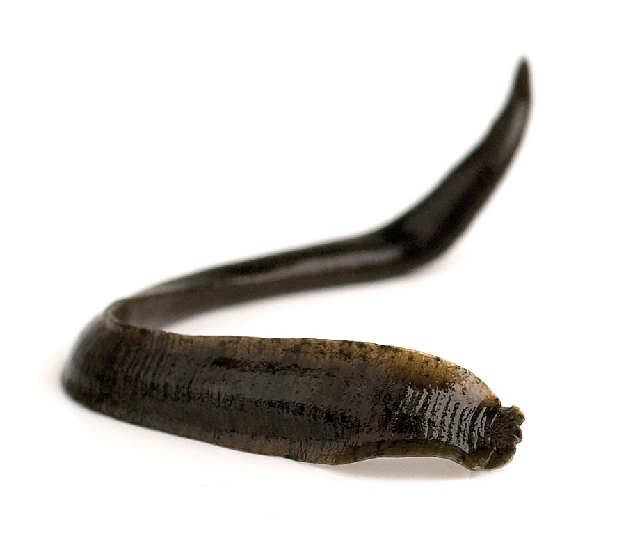 Where to Buy Live Leeches for Fishing? Get Them Fresh Here